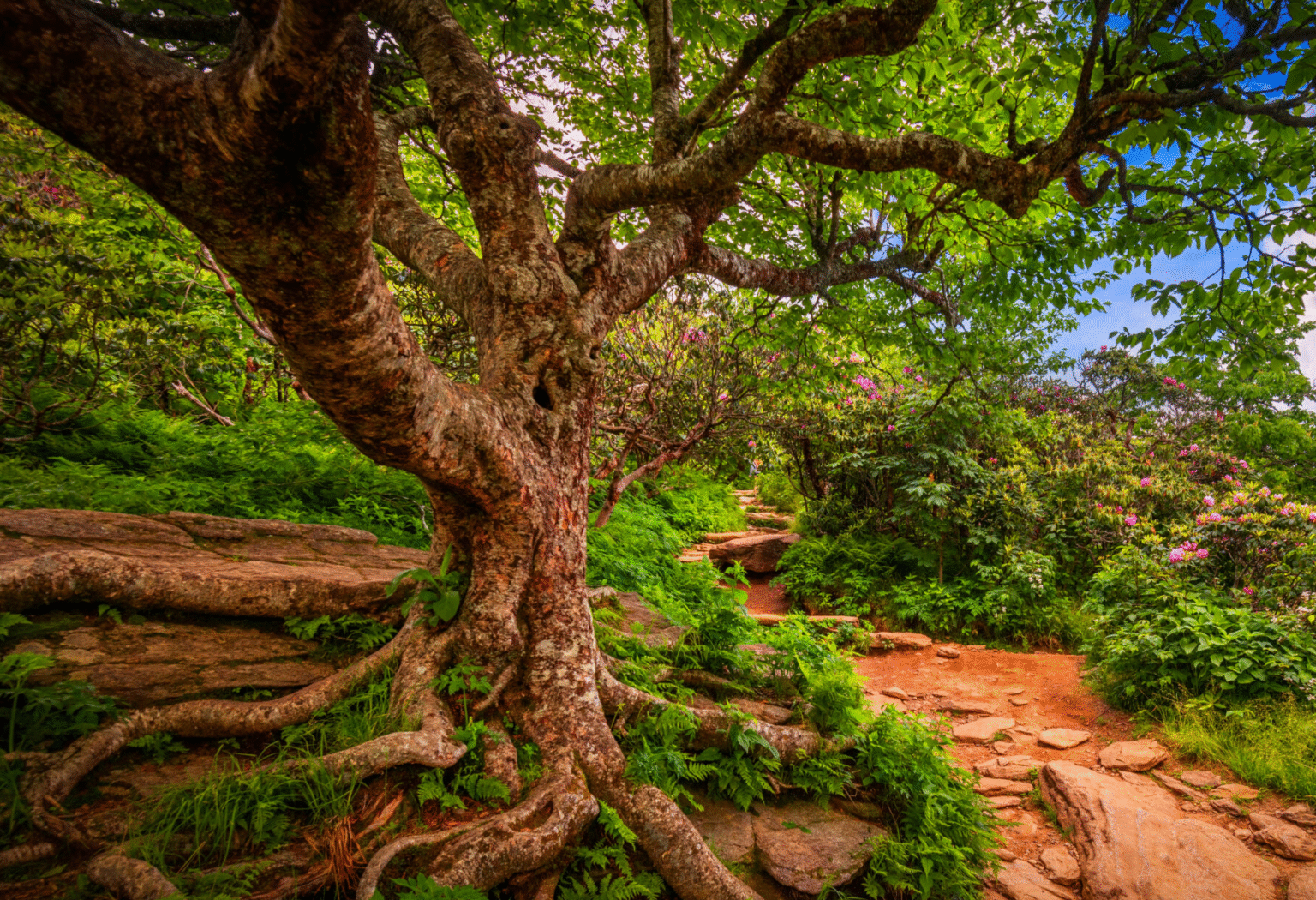 Craggy Gardens